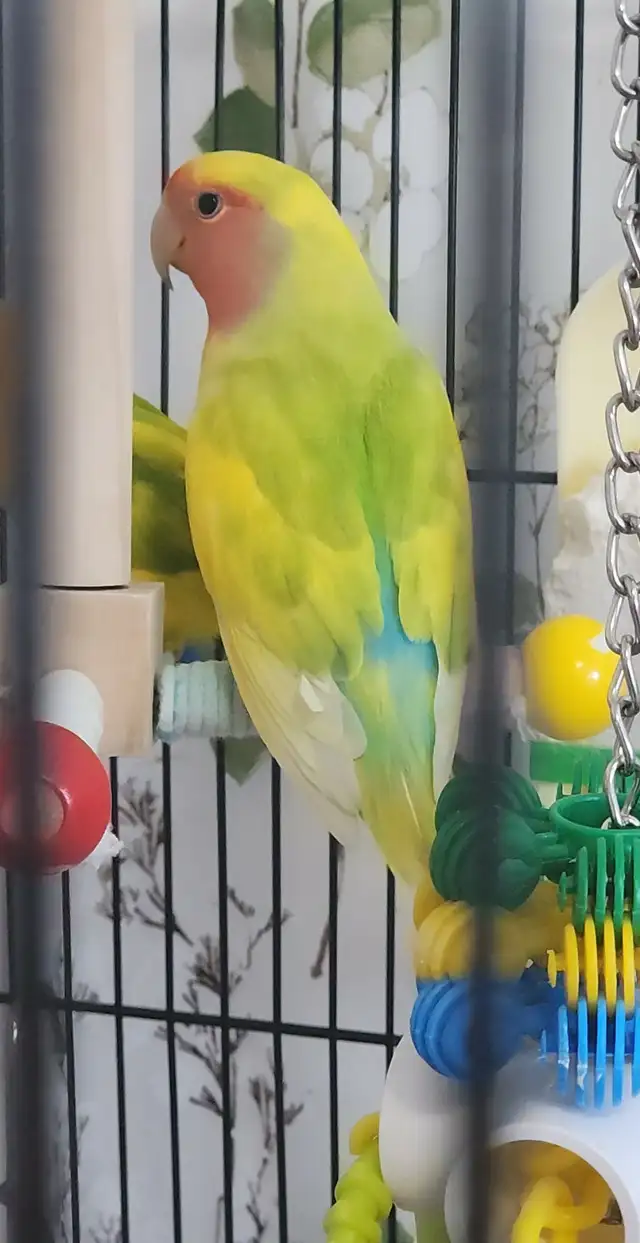 UN BEAU COUPLE DE LOVER BIRD INSÉPARABLE ET PLUSIEURS AUTRES