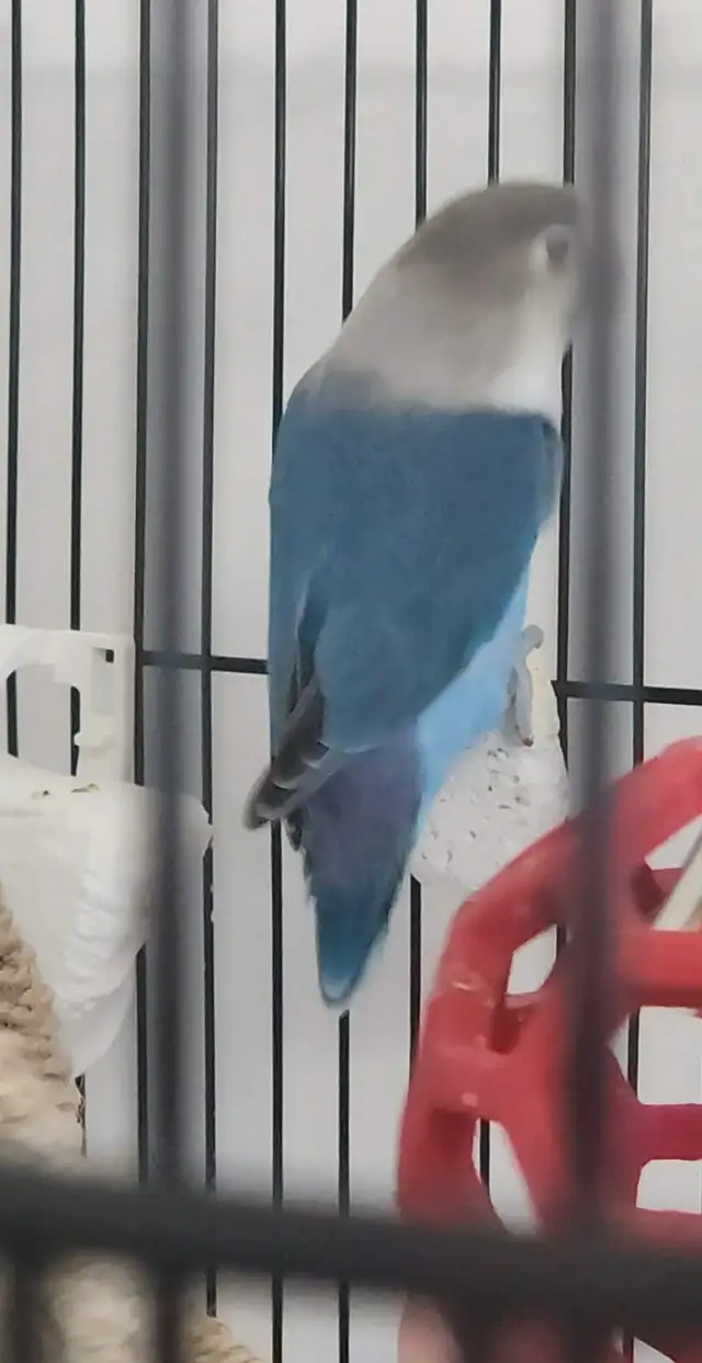 UN BEAU COUPLE DE LOVER BIRD INSÉPARABLE ET PLUSIEURS AUTRES - Photo 2