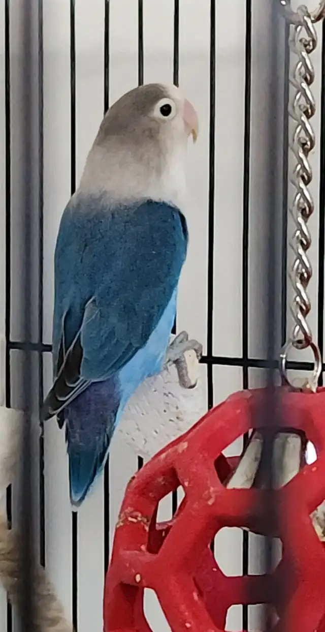 UN BEAU COUPLE DE LOVER BIRD INSÉPARABLE ET PLUSIEURS AUTRES - Photo 3