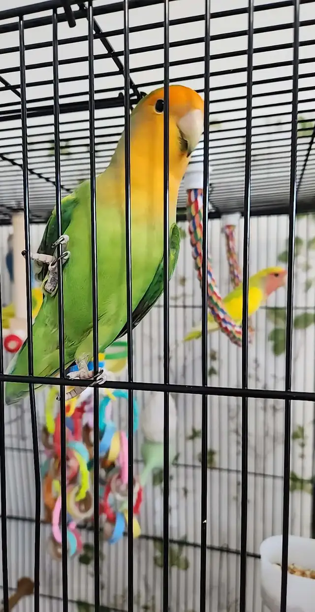 UN BEAU COUPLE DE LOVER BIRD INSÉPARABLE ET PLUSIEURS AUTRES - Photo 4