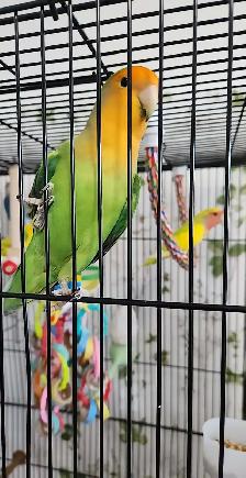 UN BEAU COUPLE DE LOVER BIRD INSÉPARABLE ET PLUSIEURS AUTRES - Photo 4