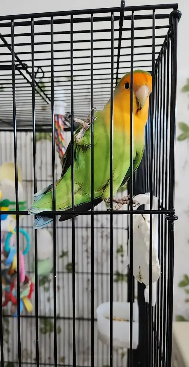 UN BEAU COUPLE DE LOVER BIRD INSÉPARABLE ET PLUSIEURS AUTRES - Photo 6