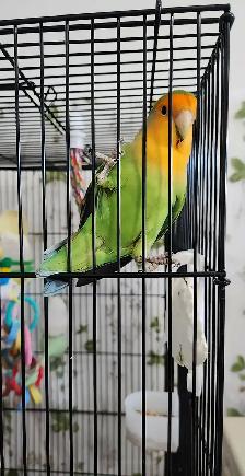 UN BEAU COUPLE DE LOVER BIRD INSÉPARABLE ET PLUSIEURS AUTRES - Photo 6