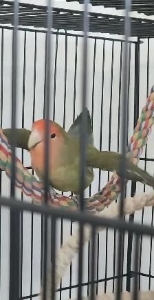 UN BEAU COUPLE DE LOVER BIRD INSÉPARABLE ET PLUSIEURS AUTRES - Photo 7