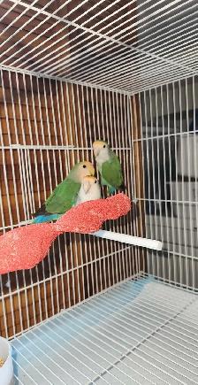 UN BEAU COUPLE DE LOVER BIRD INSÉPARABLE ET PLUSIEURS AUTRES - Photo 10