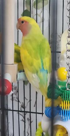 DEUX BEAUX COUPLES DE LOVER BIRD ET PLUSIEURS AUTRES À VENDRE