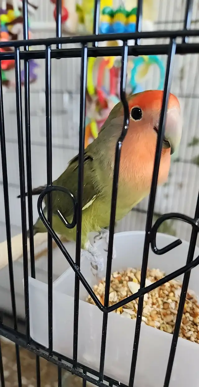 DEUX BEAUX COUPLES DE LOVER BIRD ET PLUSIEURS AUTRES À VENDRE - Photo 5