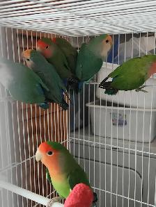 DEUX BEAUX COUPLES DE LOVER BIRD ET PLUSIEURS AUTRES À VENDRE - Photo 10