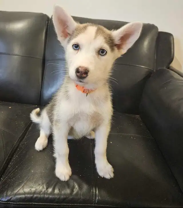 chiots husky sibérien