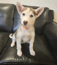 chiots husky sibérien
