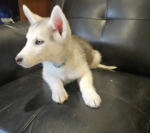 chiots husky sibérien - Photo 2