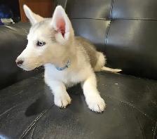 chiots husky sibérien - Photo 2