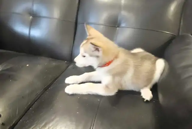 chiots husky sibérien - Photo 3