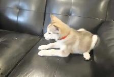 chiots husky sibérien - Photo 3