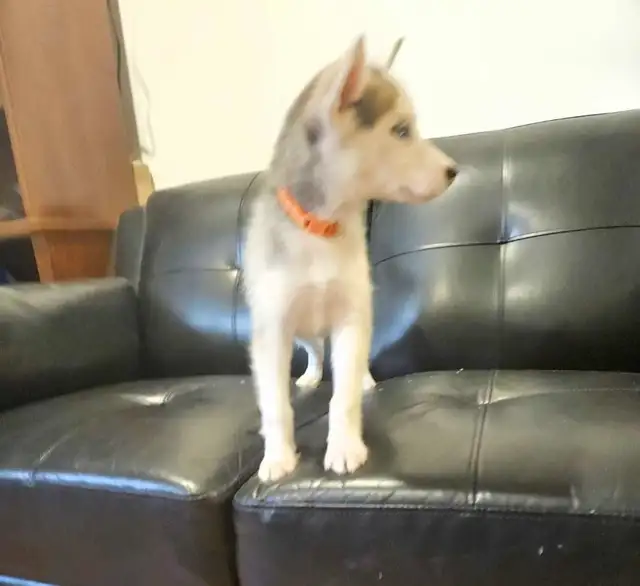 chiots husky sibérien - Photo 4