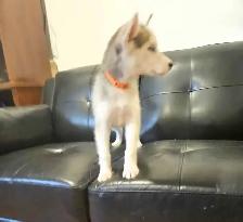 chiots husky sibérien - Photo 4