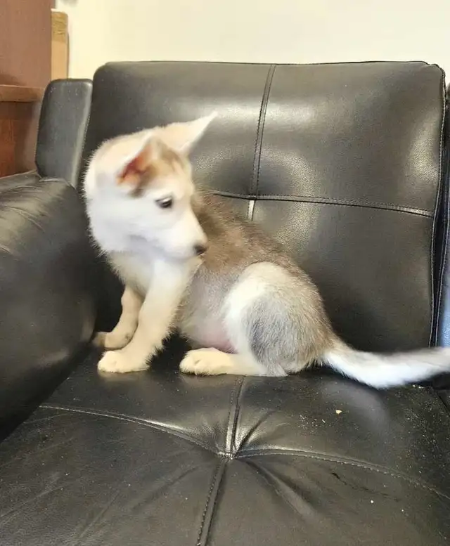 chiots husky sibérien - Photo 5