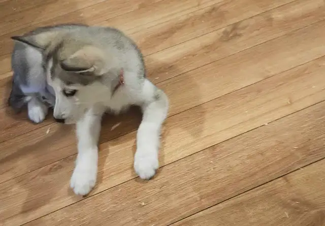 chiots husky sibérien - Photo 6