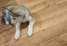 chiots husky sibérien - Photo 6