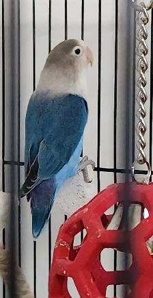 DEUX BEAUX COUPLES DE LOVER BIRD ET PLUSIEURS AUTRES À VENDRE - Photo 3