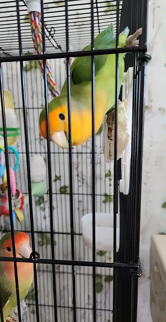 DEUX BEAUX COUPLES DE LOVER BIRD ET PLUSIEURS AUTRES À VENDRE - Photo 6