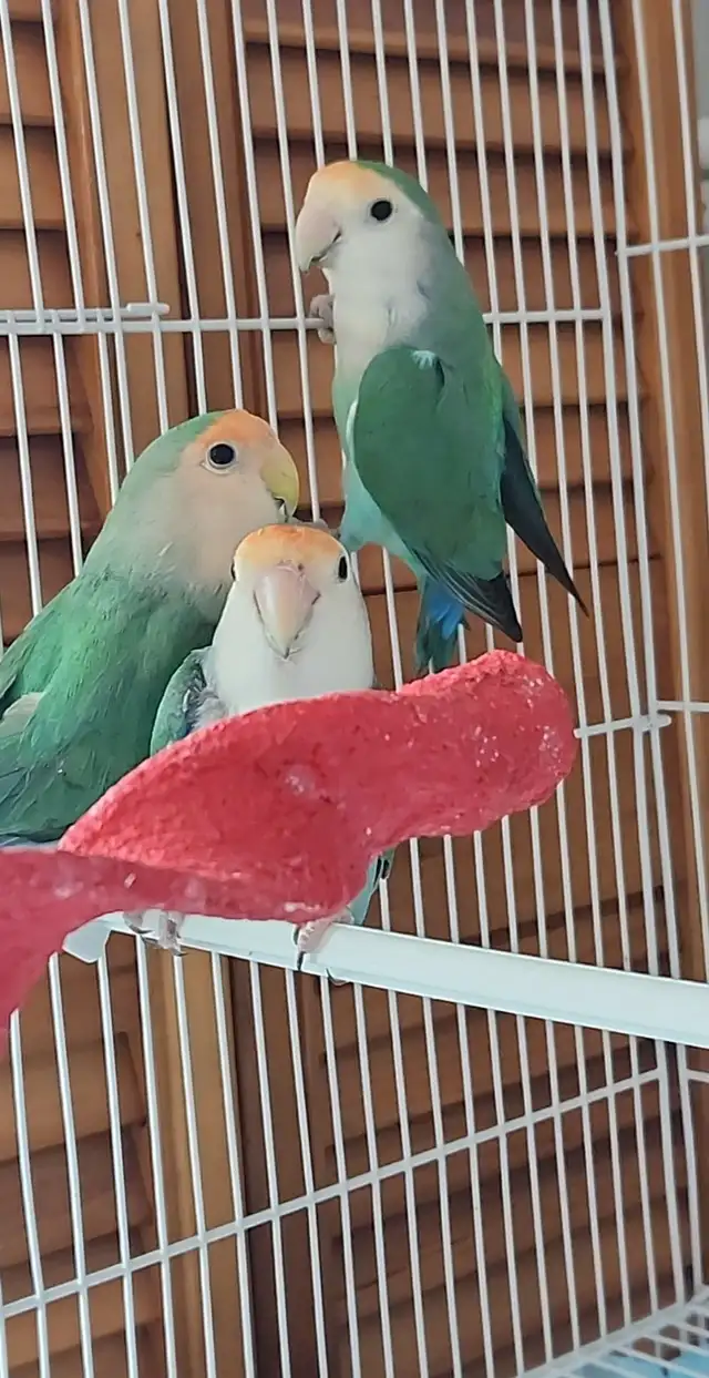 DEUX BEAUX COUPLES DE LOVER BIRD ET PLUSIEURS AUTRES À VENDRE - Photo 8