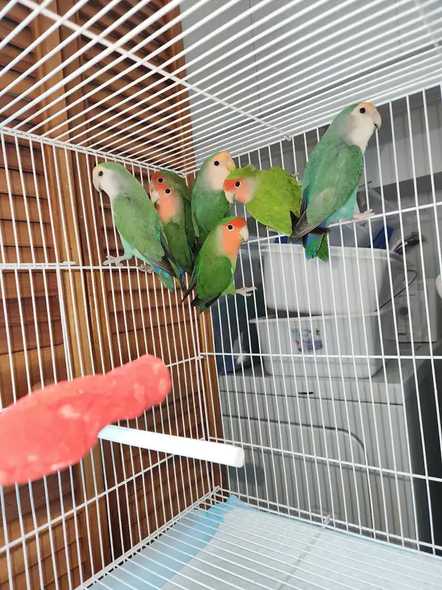 DEUX BEAUX COUPLES DE LOVER BIRD ET PLUSIEURS AUTRES À VENDRE - Photo 9