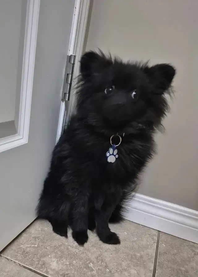 Needs a fever Home!!