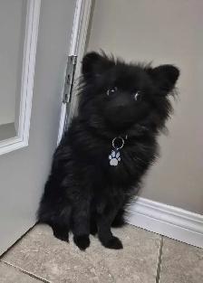 Needs a fever Home!!