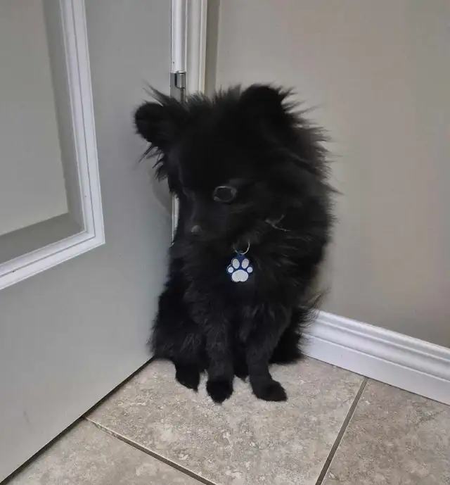 Needs a fever Home!! - Photo 2