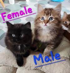 Ragdoll  kittens, Looking for their  FUREVER HOME