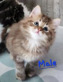 Ragdoll  kittens, Looking for their  FUREVER HOME - Photo 2