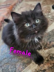 Ragdoll  kittens, Looking for their  FUREVER HOME - Photo 3