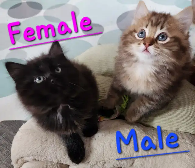 Ragdoll  kittens, Looking for their  FUREVER HOME - Photo 5