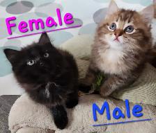 Ragdoll  kittens, Looking for their  FUREVER HOME - Photo 5