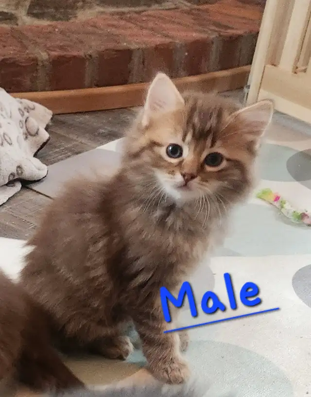 Ragdoll  kittens, Looking for their  FUREVER HOME - Photo 6