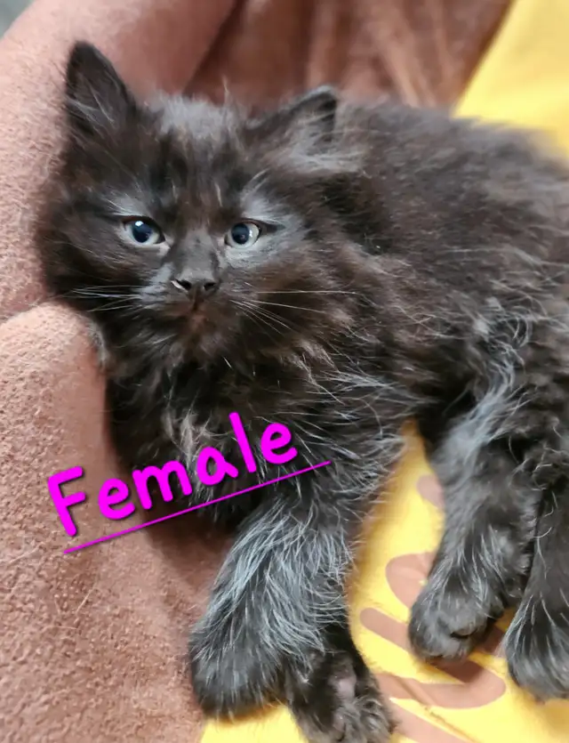 Ragdoll  kittens, Looking for their  FUREVER HOME - Photo 7