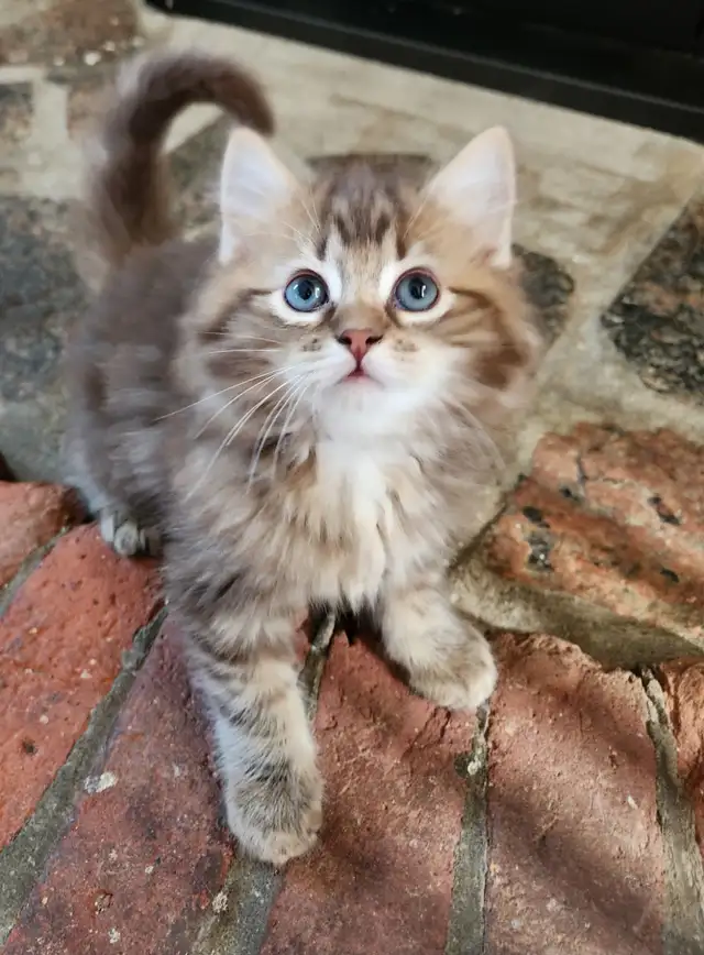 Ragdoll  kittens, Looking for their  FUREVER HOME - Photo 8