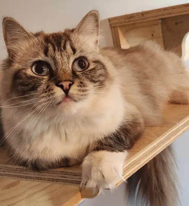 Ragdoll  kittens, Looking for their  FUREVER HOME - Photo 9