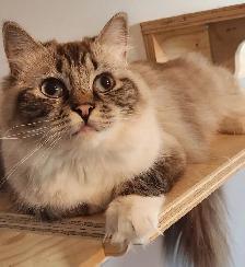 Ragdoll  kittens, Looking for their  FUREVER HOME - Photo 9