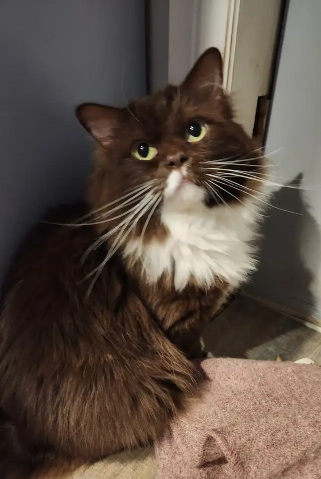 Ragdoll  kittens, Looking for their  FUREVER HOME - Photo 10