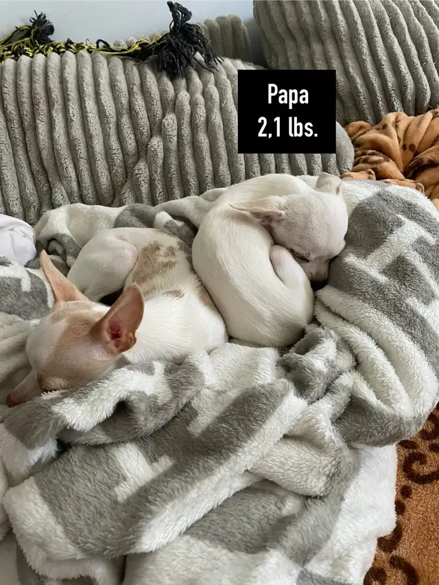 TCUP Mini Pin-Chi - Photo 2