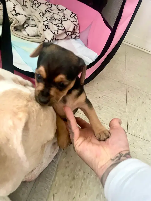 TCUP Mini Pin-Chi - Photo 4