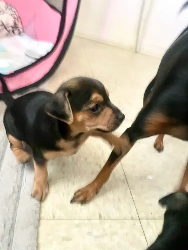 TCUP Mini Pin-Chi - Photo 5