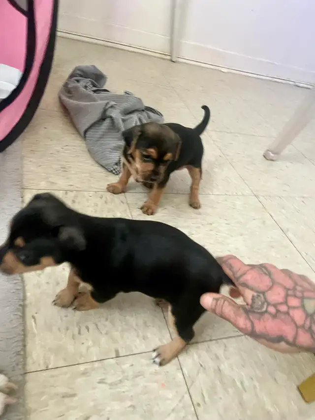 TCUP Mini Pin-Chi - Photo 6