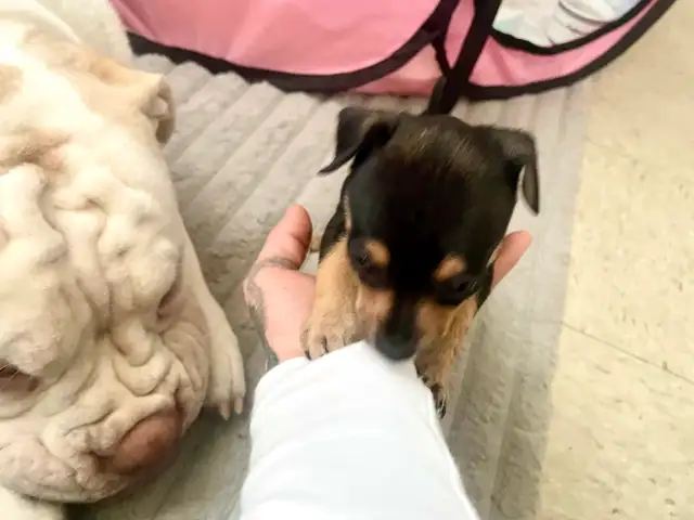 TCUP Mini Pin-Chi - Photo 7