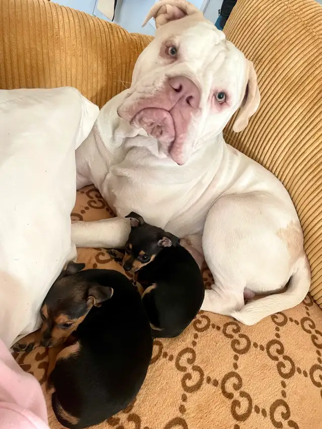 TCUP Mini Pin-Chi - Photo 8