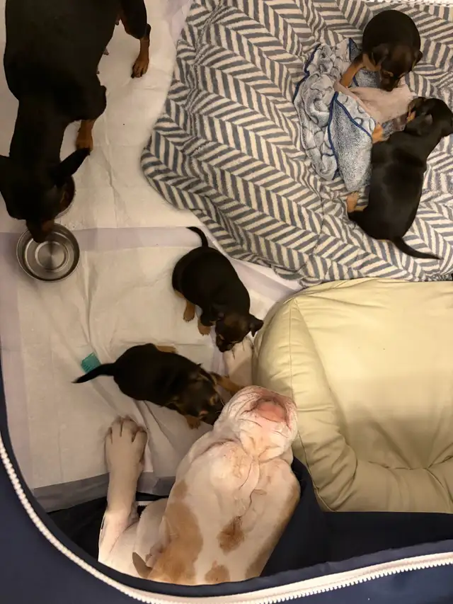 TCUP Mini Pin-Chi - Photo 9