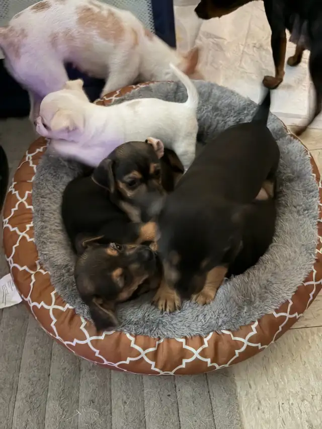 TCUP Mini Pin-Chi - Photo 10