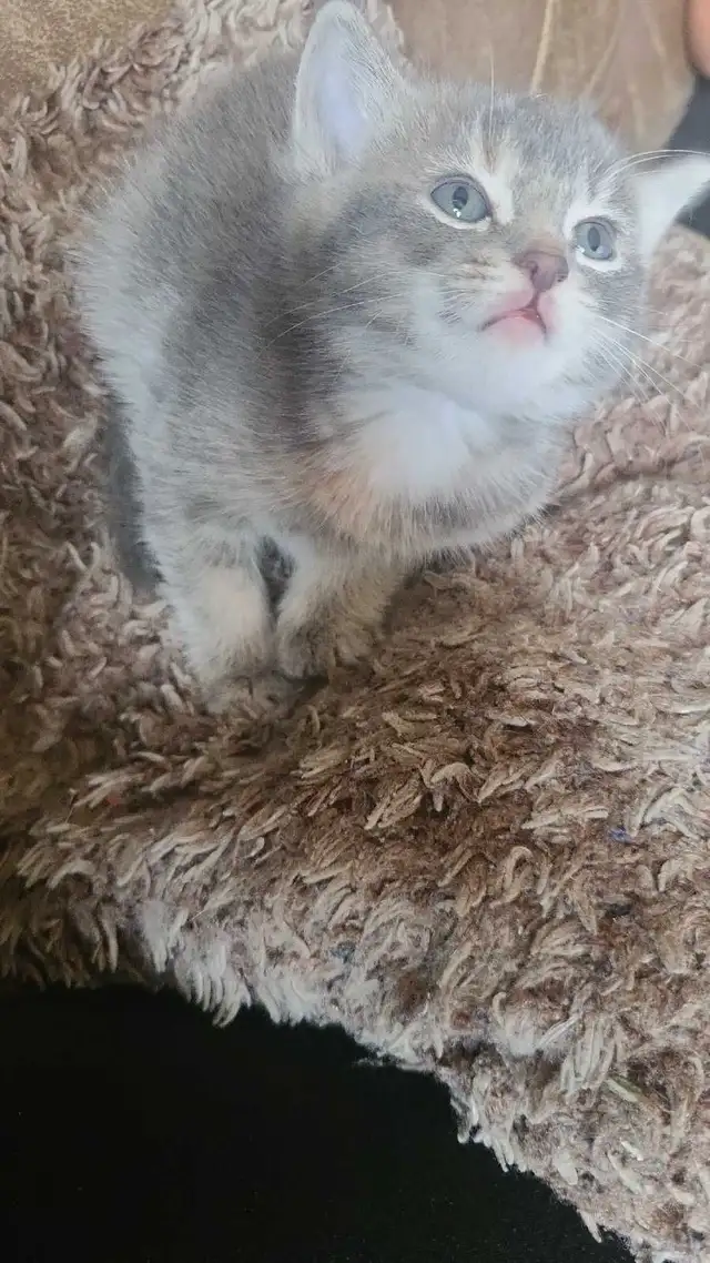 1 male 1 female kitten